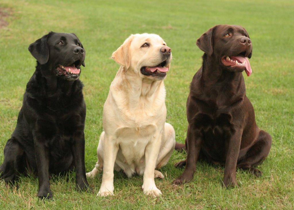 LLF-Labrador Retriever logo
