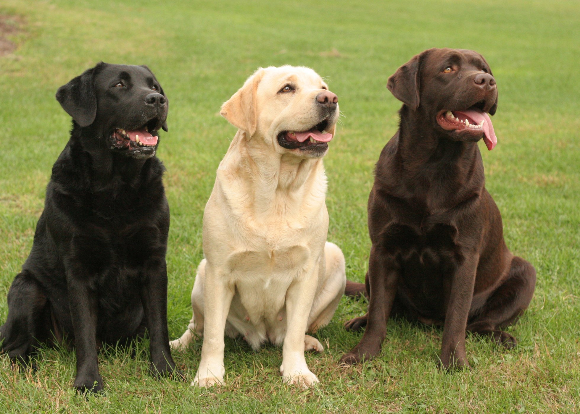LLF-Labrador Retriever logo