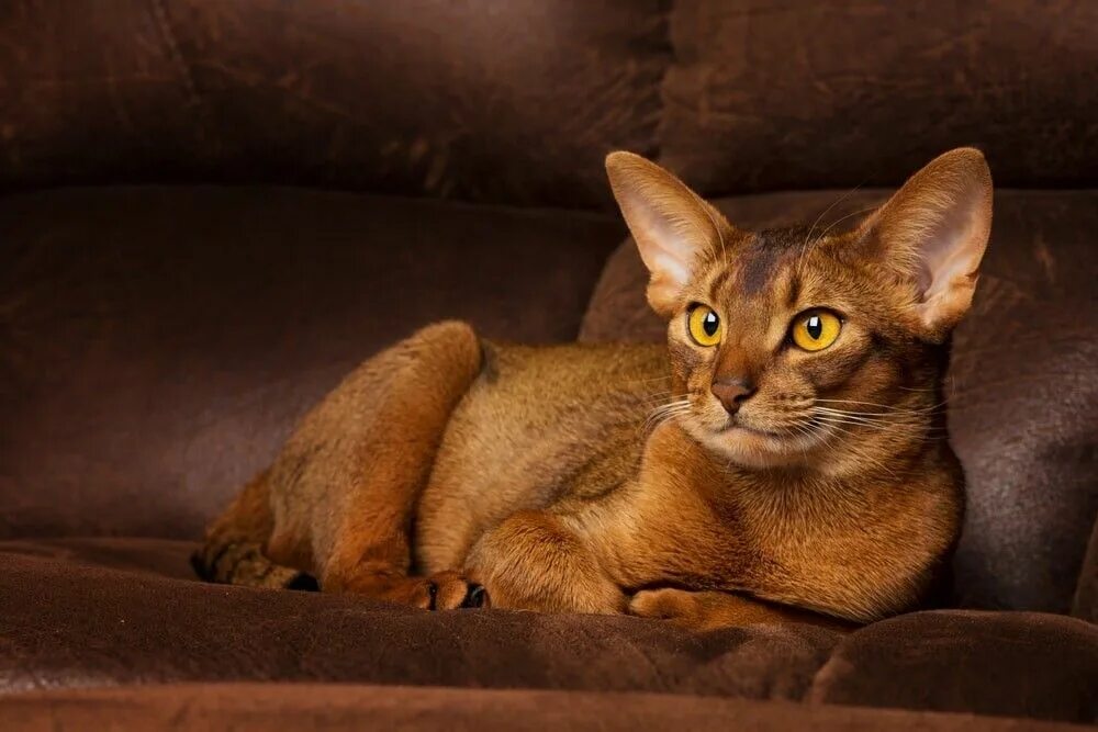 LLF-abyssinian-cat-3