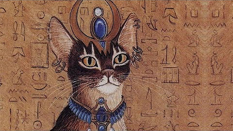 Абиссинская кошка: описание породы, характер и уход - Абиссинская кошка: описание породы,абиссинская кошка,порода кошек абиссинская,абиссинская кошка описание,абиссинская кошка характер,абиссинская кошка уход,абиссинская кошка цена,абиссинская кошка отзывы,тикированный окрас кошек,кошки для активных людей LLF-abyssinian-cat-2